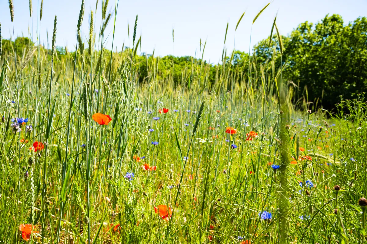 Biodiversität und Naturschutz